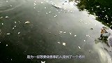 放生池放了上百年怎么从来放不满？抽干水后，下一幕让人意外