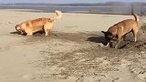 狗子们去玩沙子，回来的路上金毛又惹事了，马犬二话不说就上去了
