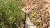 5条狗围攻一只巨蜥，巨蜥战斗力爆棚，镜头记录精彩全过程