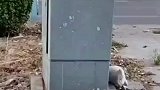 猫咪追着绳子绕圈，无论怎么追都追不上