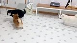 柴犬闯祸被铲屎官教训，不认错还顶嘴，场面笑爆了