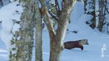 我们的国家公园｜紫貂，国家一级重点保护野生动物