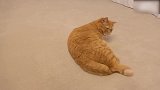 胖乎乎的猫咪上线，这可爱的小样子，好萌！