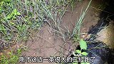 暴雨过后夜晚户外，抓到一条土货，有认识这土货的吗