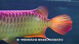 女子高价买了一条金龙鱼，发现嘴有问题，掰开鱼嘴一看女子笑了