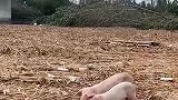 勇敢猪猪不怕困难！洪水中漂流十多天，获救时饿得皮包骨