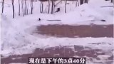辽宁版忠犬八公！主人去世五年依然日日等候
