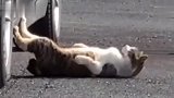 让老公买个恶犬看大门，我真怕让猫给叼走了