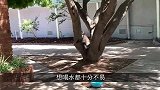 考拉误闯游泳池，游泳女子双手捧水给它喝，镜头记录温馨画面！