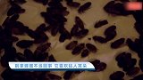 【乐活家居】别拿蟑螂不当回事 它喜欢钻人耳朵