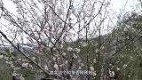 贵州最浪漫景点，十里梅海美如仙境，花期长达一个多月