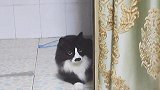 猫咪向小母猫宣战，本以为是一场恶战，结果你这是在卖萌？