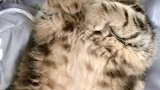 猫：我在睡觉呢，没事你吓唬我干嘛啊！
