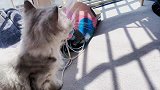 小猫咪玩逗猫棒太霸道，公猫只能在一旁看着！