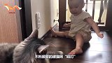 猫咪“殴打”小主子，机智的宝宝聪明应对，镜头拍下搞笑一幕