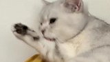 猫咪在舔爪子，女主人拍下视频还给其配音，太魔性了！