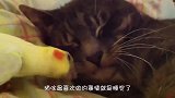 鹦鹉模仿主人手机铃声，节奏感都一样，网友：这简直是恶梦！