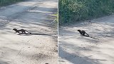 美国佛罗里达州一水貂罕见被拍到拖着一条蛇过马路