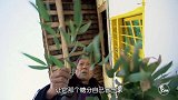二更视频-20170117-用传承百年的柿树古法做柿饼，到底有多甜