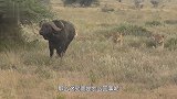 母狮咬死野牛，野牛临死一招杀死小狮子！镜头记录惨烈瞬间