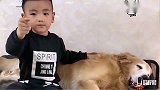 金毛和小孩互相陪伴，金毛伴随小孩慢慢长大，小孩陪金毛慢慢变老