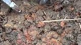 男子在地里挖马蹄，网友见状纷纷喊住手，请停止迪拜行为