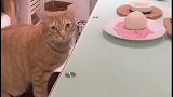 猫咪偷吃桌子上面的菜