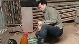 公鸡：别欺负我老婆