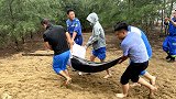 海南：事发凌晨，又有一只海豚搁浅了