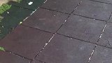 猫：铲屎的，让我看你手里有没有小鱼干啊！