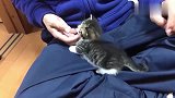 胆大的小奶猫用主人的裤子磨牙，还要主人哄，真是只磨人的小妖精