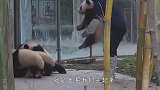 熊猫：奶爸来了，快扑倒他！场面笑爆了，哈哈