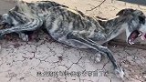 狗狗被抛弃饿成皮包骨，好心男子照料4个月后，结局太暖心了