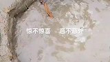 抄网在泥潭里一扒拉，全是鲜活的小鱼