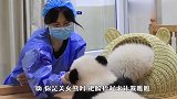 熊猫宝宝还可以这样玩？看完我羡慕了：放开它让我来！