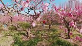 北京植物园，春日，春色，春花，春光