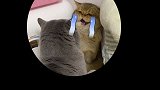 虽然我不知道你为啥学闹哥，但是真的好好笑～动物图鉴 猫咪的迷惑行为