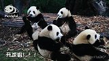 熊猫社区开饭啦