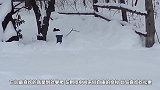 调皮的松鼠贪玩，爬到高压线上，直接被“黏”在了电压线上