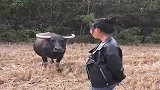 农村小媳妇找老牛聊天，网友纯粹对牛弹琴！