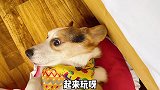 小短腿的阳台大餐，简直不要太幸福
