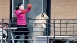 憋疯了？一女子在家无聊跟狗打架 网友：灭绝师太大战金毛狮王