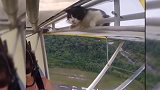 猫：我就睡了一觉怎么就到天上了