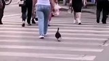 小鸭子过斑马线，这姿势太搞笑了！