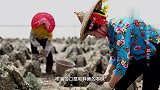 味道：智慧的浔埔村村民，用海蛎壳砌墙建房，住着冬暖夏凉！
