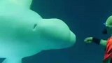 伟大的母爱！可爱的大白鲸生宝宝，感动生命诞生的瞬间！