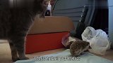 刺猬霸占猫咪地盘,猫咪一爪子拍在刺猬身上,猫咪的反应太搞笑