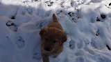 金毛小奶狗像只傻狍子，在雪地里跳着奔跑，很搞笑很治愈