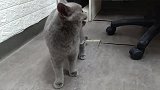 猫咪生病被抽血，还向主人展示自被包扎的伤口，真是萌死人啦