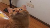 猫咪不听话，结果却被哥哥暴打，真是太惨了